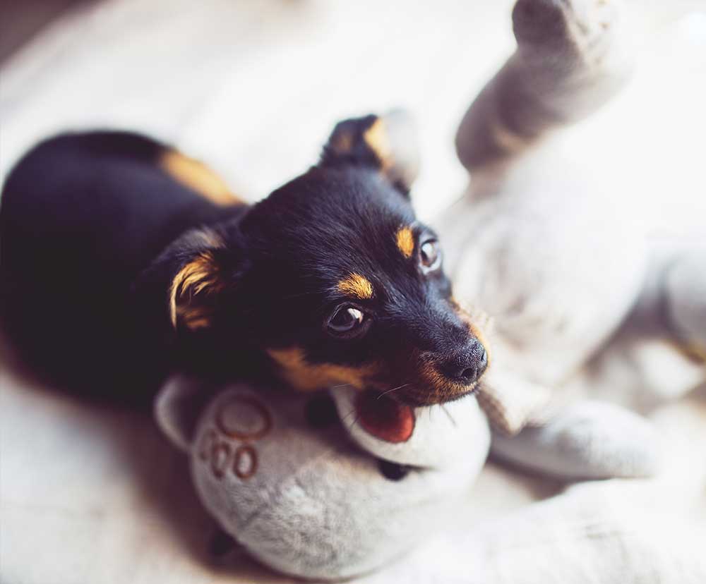 Puppy First Aid Essentials