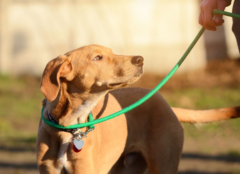 Keep the leash on to control your dog in public